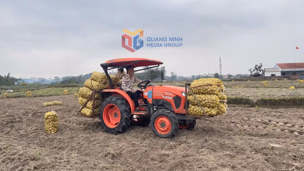 Nông dân thôn Nà Bấc, xã Đông Hải, huyện Tiên Yên huy động cơ giới hoá để thu hoạch khoai tây Atlantic
