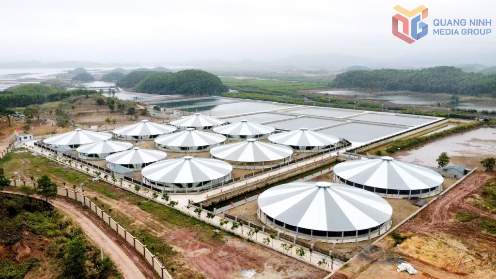 Hệ thống ao nuôi tôm chất lượng cao của HTX Nuôi tôm công nghệ cao Cẩm Phả tại xã Cộng Hòa (TP Cẩm Phả) tạo nhiều việc làm cho lao động trên địa bàn. Ảnh: Mạnh Trường