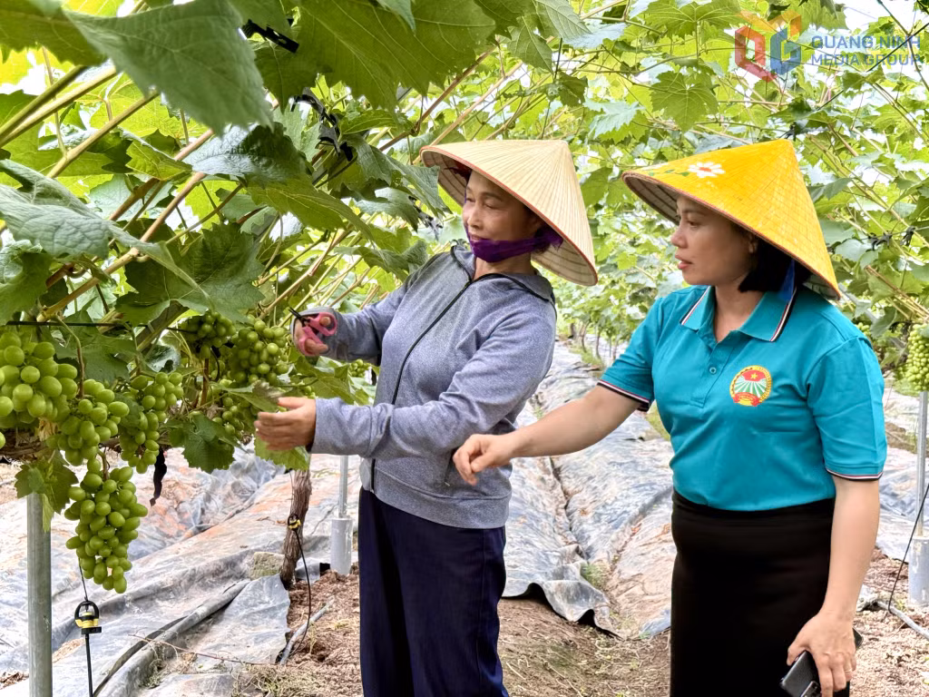 Vườn nho sữa Hàn Quốc của bà Hoàng Thị Anh, hội viên Hội nông dân phường Đông Mai đã trồng được 4 năm.