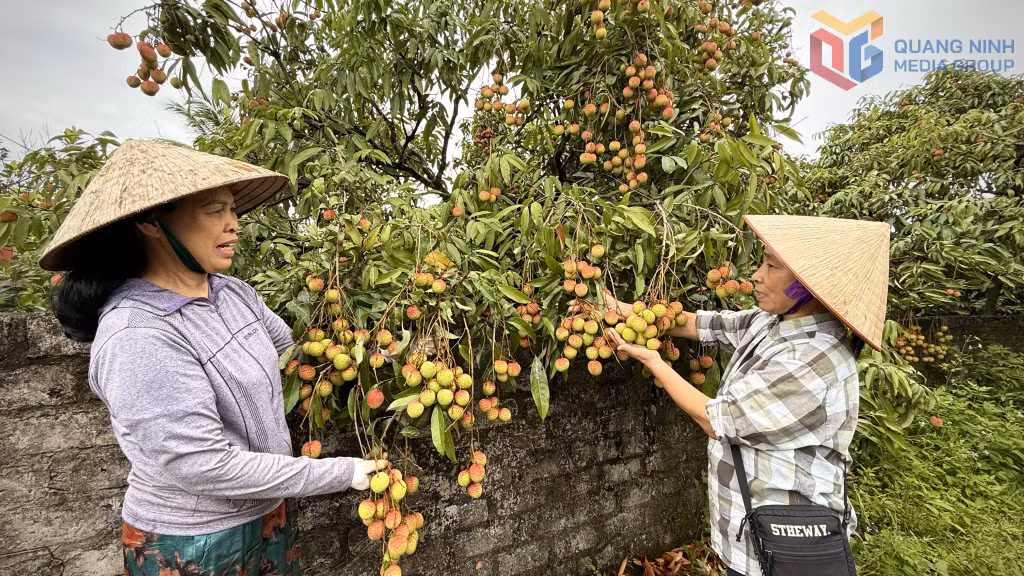 Nông dân Yên Tử phấn khởi khi vải chín sớm Phương Nam năm nay được giá và giữ giá.