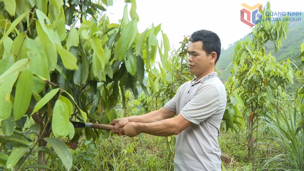 Anh Nịnh Văn Chắn, Phó Bí thư Chi bộ, Trưởng Ban Công tác mặt trận thôn Khe Lọng Trong (xã Ba Chẽ) chăm sóc vườn quế của gia đình.