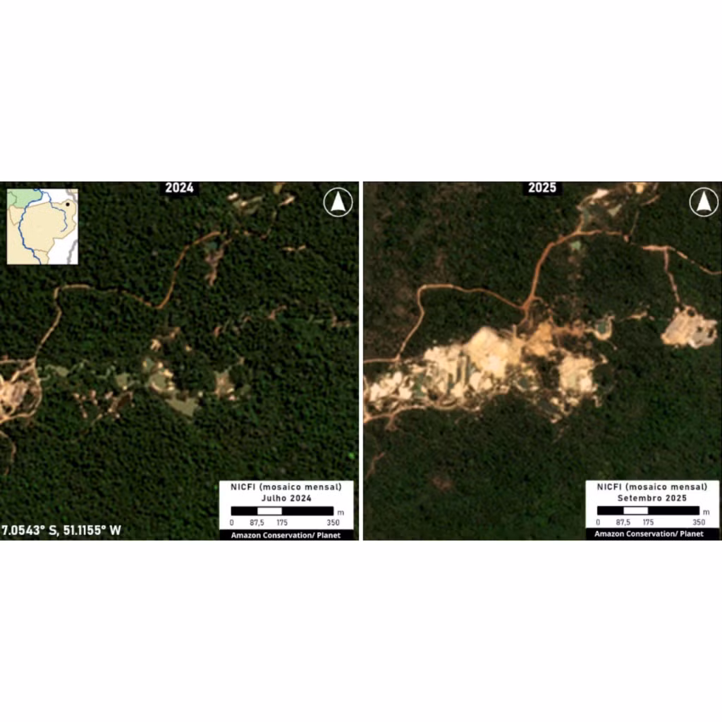 Ảnh vệ tinh ghi nhận khu vực lãnh thổ bản địa Terra, bang Para (Brazil) năm 2024 (trái) và năm 2025, với tình trạng phá rừng diễn ra rõ rệt. Ảnh: AP