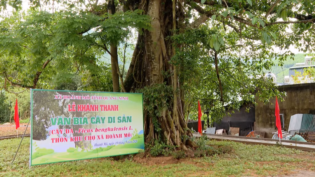 văn bia Cây Di sản Việt Nam xã Hoành Mô đặt tại thôn Khu Chợ, xã Hoành Mô.