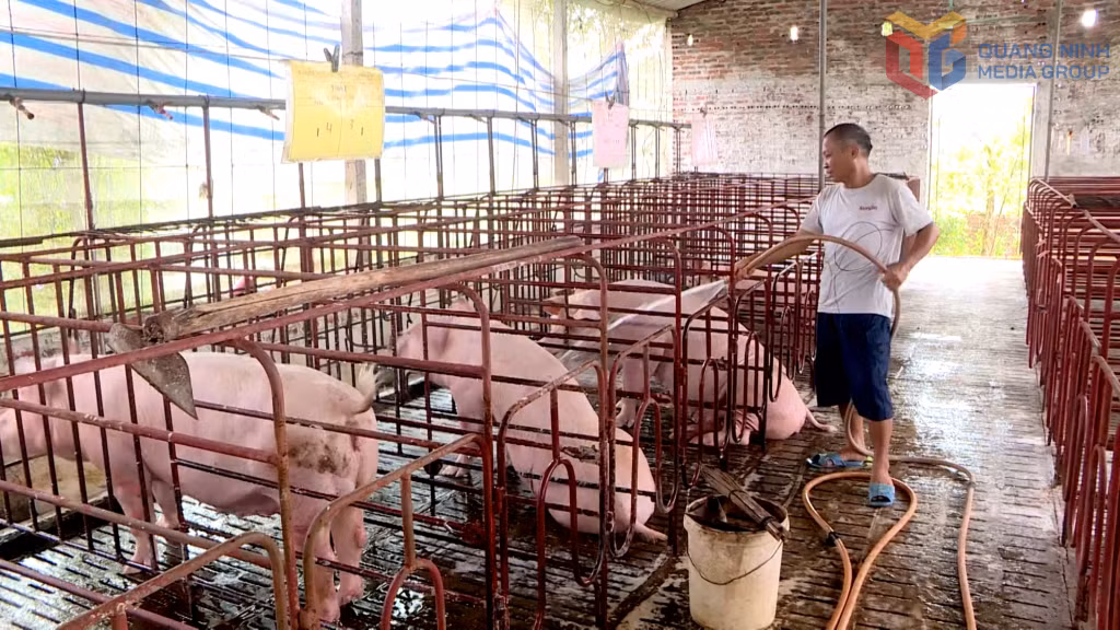 Các hộ chăn nuôi chủ động giữ đàn vật nuôi trước nguy cơ dịch tả lợn Châu phi.