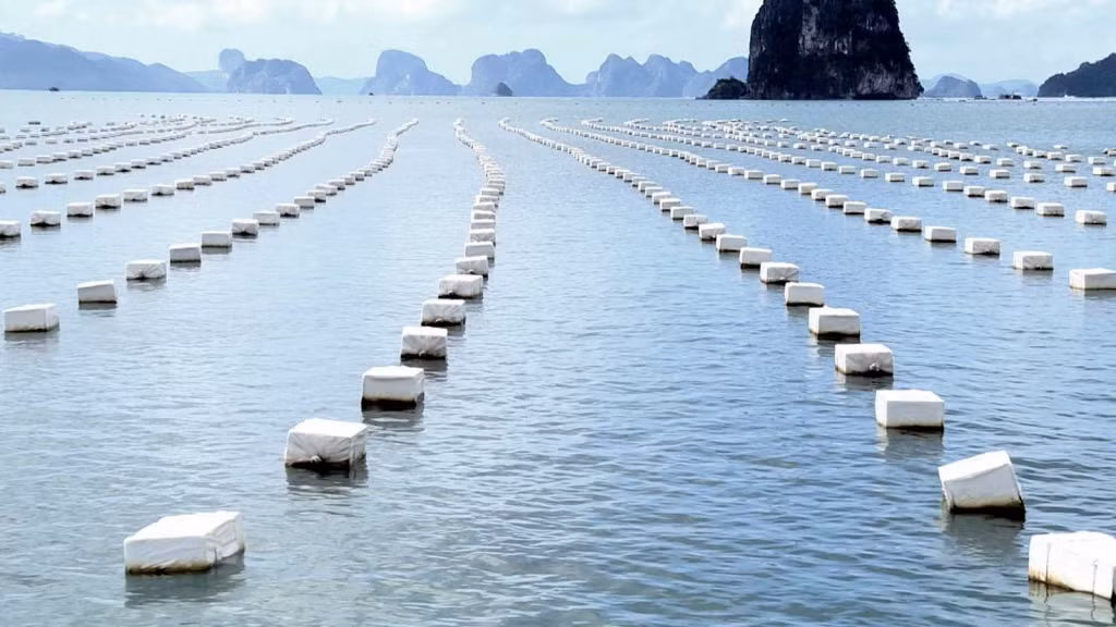Hàu Thái Bình Dương ở Vân Đồn chủ yếu được nuôi thả theo hình thức tự nhiên. Ảnh: Hoàng Nga