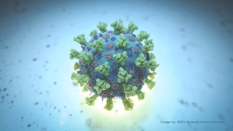 Hình ảnh đồ họa về cấu trúc của virus SARS-CoV-2. Ảnh: Reuters