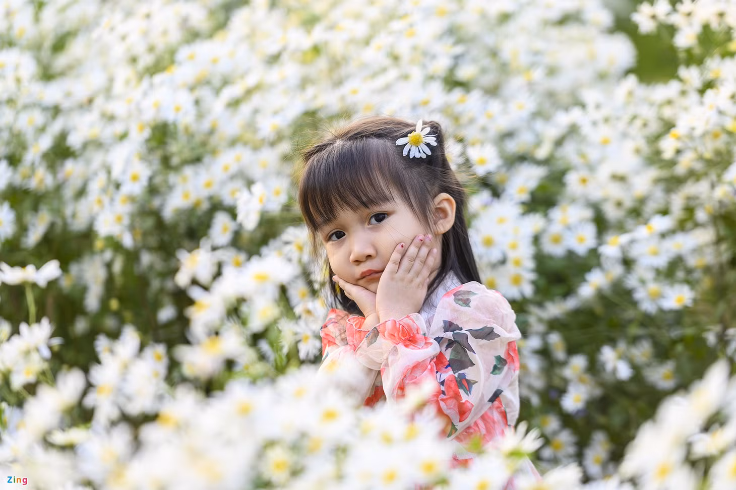 Cuc hoa mi, Ho Yen Trung, Uong Bi, Quang Ninh, chup anh, vuon hoa, rung thong, Da Lat thu nho anh 7