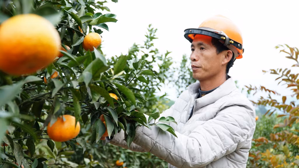 Vườn cam của hộ anh Trần Văn Thoòng cho doanh thu 100 triệu đồng/năm.
