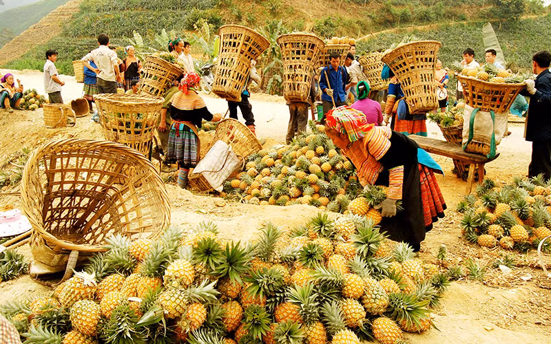 Người dân xã Bản Lầu (huyện Mường Khương, tỉnh Lào Cai) thu hoạch dứa. Ảnh: QUỐC HỒNG