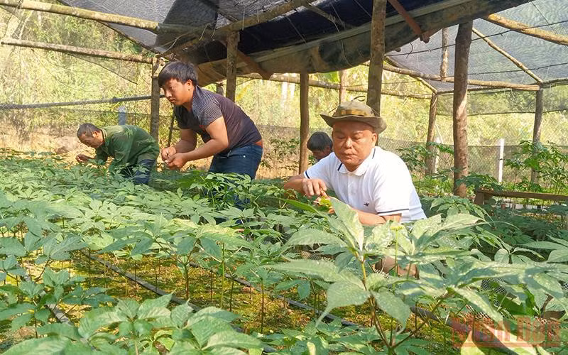Sâm trồng tại Sơn La được đánh giá có chất lượng ngang như sâm Việt Nam.