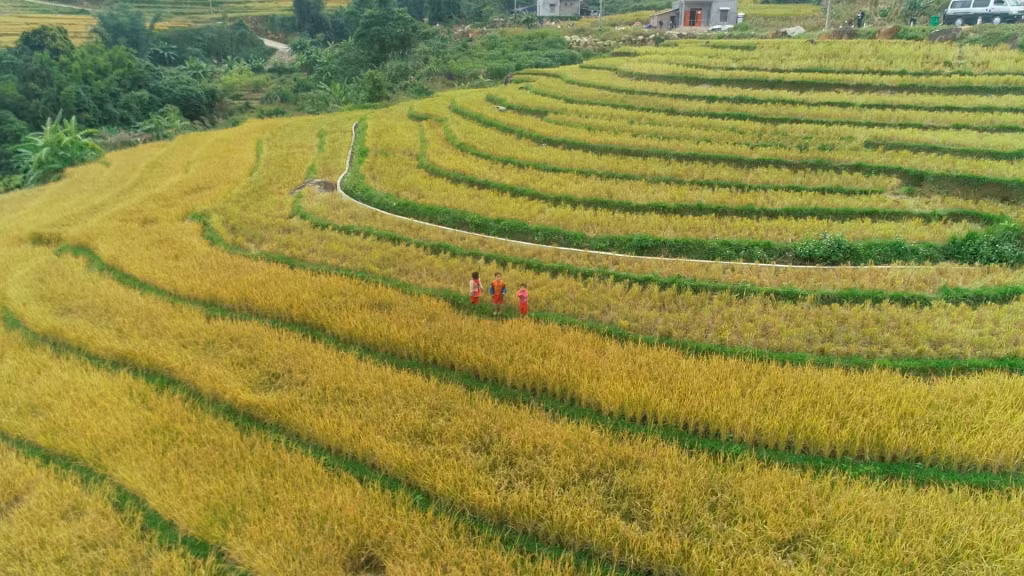 Ruộng