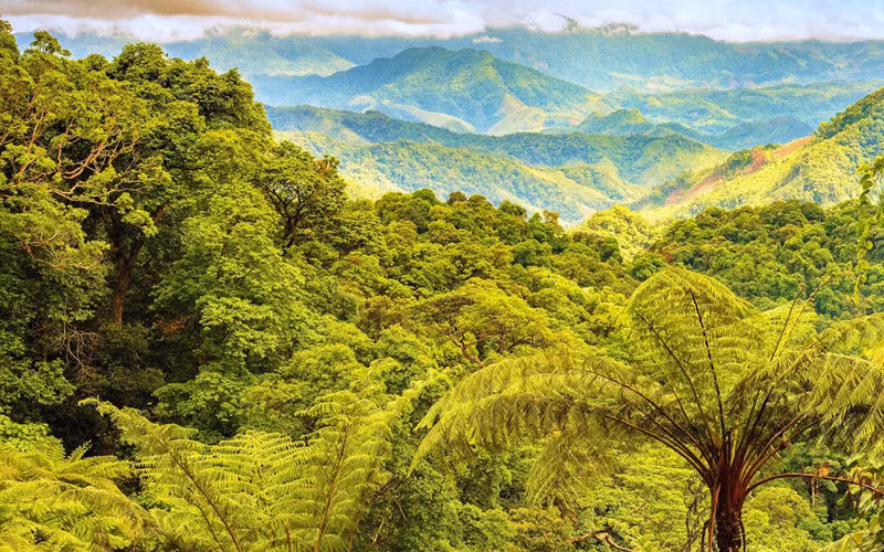 Một góc rừng nguyên sinh Phong Nha-Kẻ Bàng.