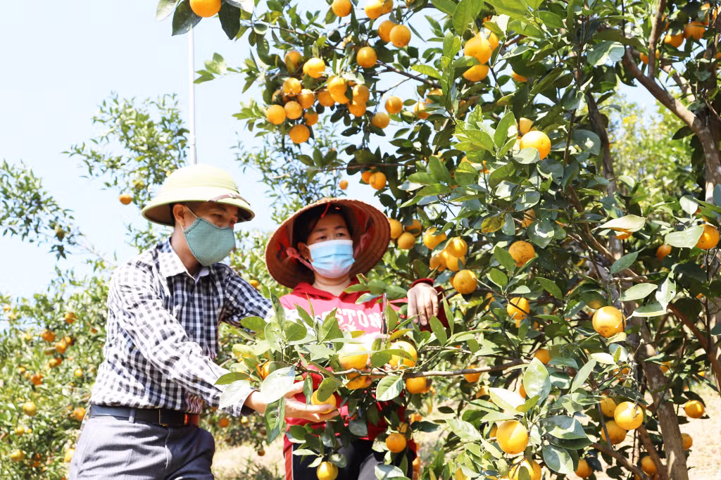 Cán bộ xã Vạn Yên đến thăm và hướng dẫn cách chăm sóc, thu hoạch và tìm hướng cho đầu ra sản phẩm cho người trồng cam.