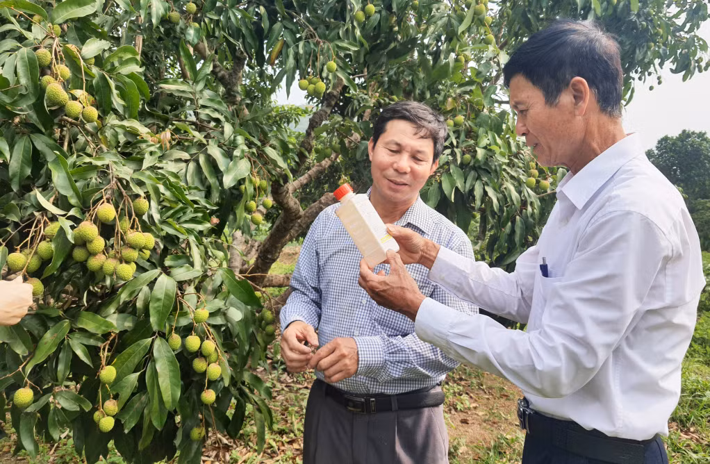 Đại diện HTX sản xuất, kinh doanh, dịch vụ nông nghiệp Bình Khê hướng dẫn nông dân sử dụng thuốc bảo vệ thực vật trên cây vải. Ảnh: Việt Hoa