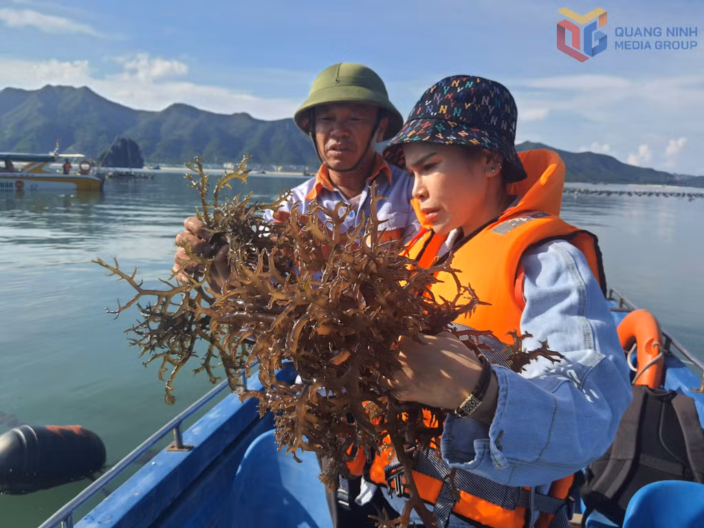 Quảng Ninh khuyến khích phát triển đa dạng các đối tượng nuôi trồng phù hợp trên biển, bao gồm cây rọng sụn.