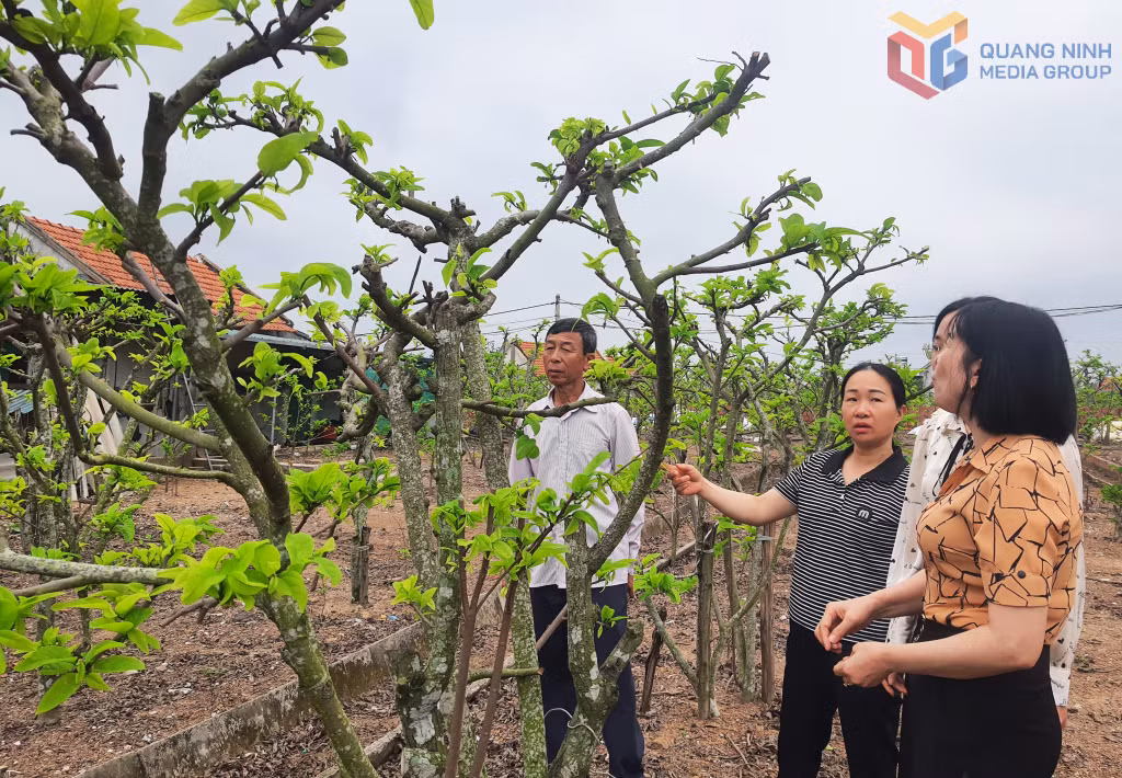 Nông dân phường Quảng Yên tìm giải pháp trẻ hoá cây na dai.