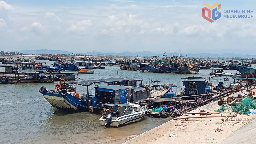 Tàu thuyền khai thác thuỷ sản neo đậu tại bến mũi Ngọc, phường Móng Cái 1.