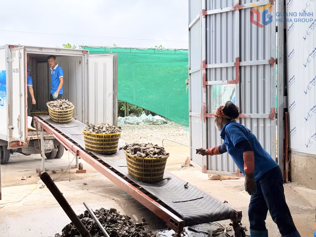 Con hàu đại dương được thu mua đưa về chế biến tại Công ty CP Thủy sản Tất Thành, phường Liên Hòa.