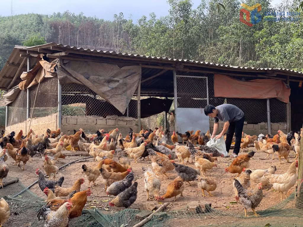 Mô hình nuôi gà của hộ anh Bế Văn Lỵ, xã Tiên Yên. Ảnh: Trung Anh