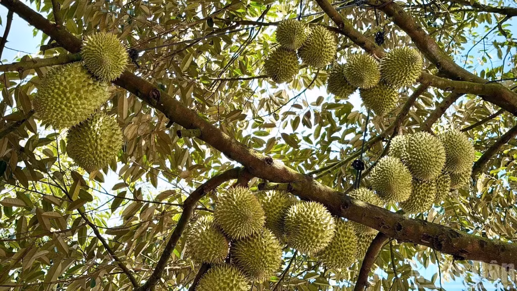 Hiện đang bước vào đầu vụ thu hoạch, cây sầu riêng nhiều vùng ở Đồng Nai trĩu quả.