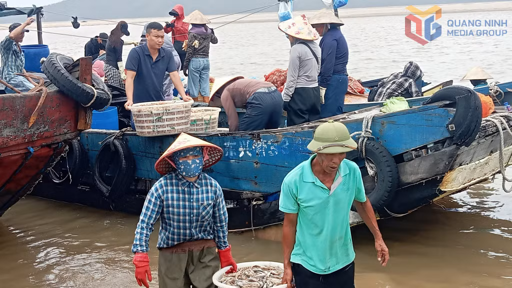 Thu mua thuỷ sản tại khu vực mũi Ngọc, phường Móng Cái 1.