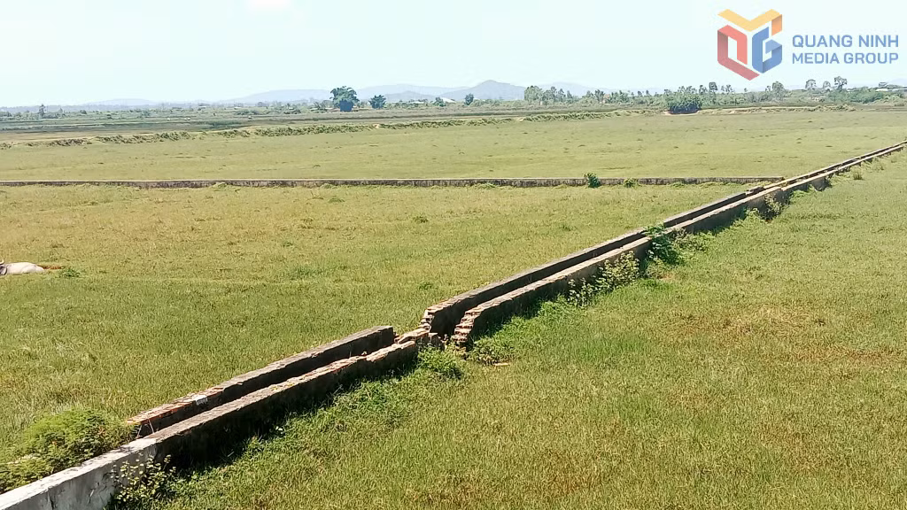 Cánh đồng khu vực Hải Xuân, phường Móng Cái 1 bỏ hoang.