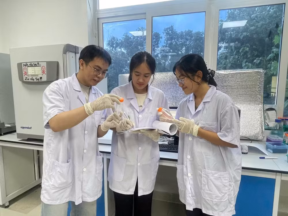 Từ nguồn dược liệu nghệ trắng được thu hái tại tỉnh Trà Vinh, nhóm nghiên cứu đã xây dựng thành công quy trình thu nhận và chuẩn hóa cao chiết từ thân rễ cây nghệ trắng. (Ảnh: TRUNG HIẾU)