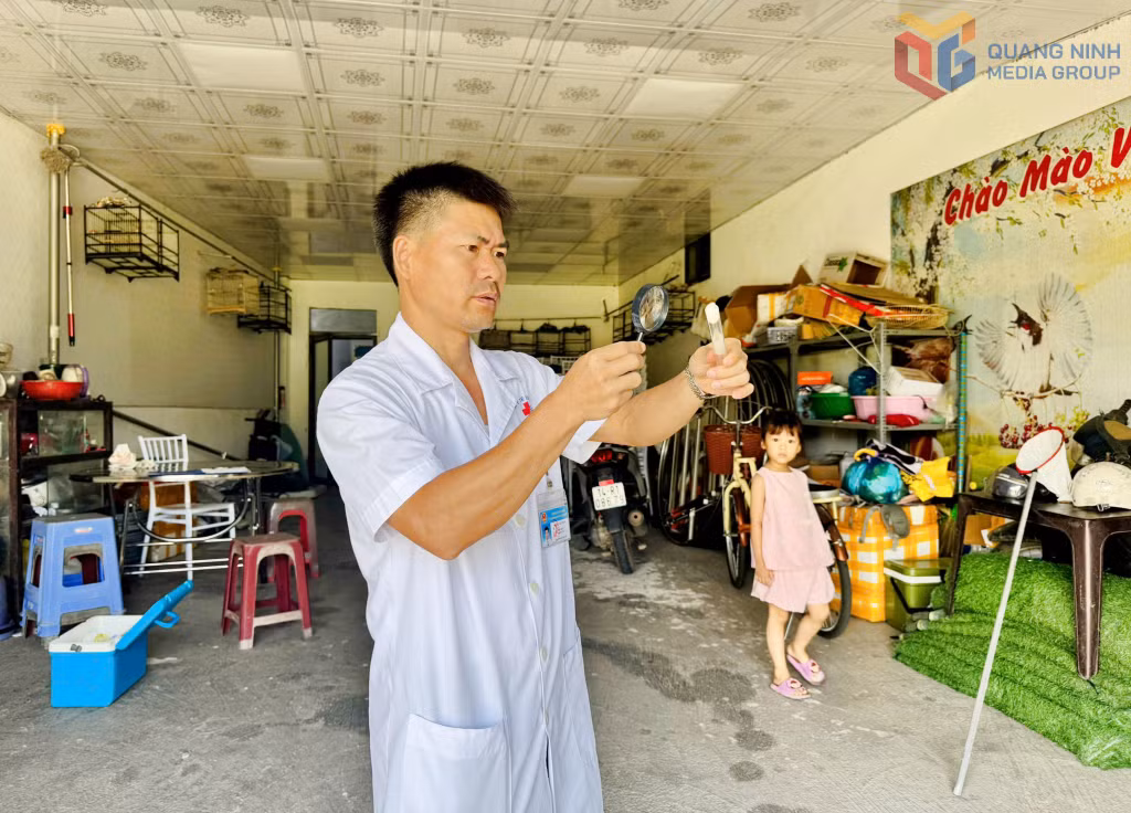 Nhân viên y tế của Trạm Y tế xã Ba Chẽ thực hiện giám sát muỗi định kỳ nhằm chủ động phòng, chống bệnh sốt xuất huyết.