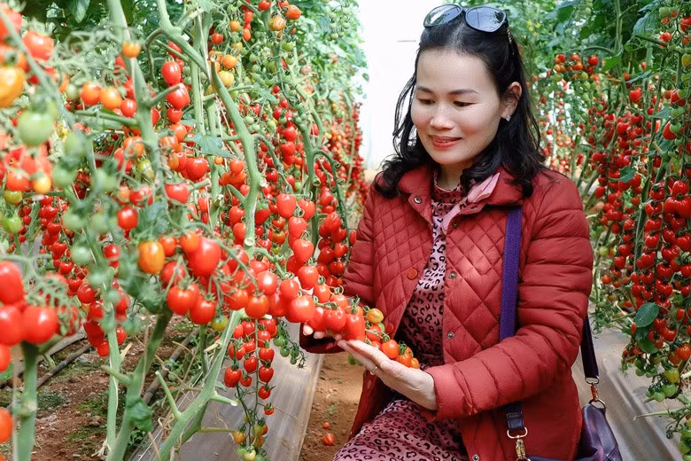Các trang trại rau, hoa, mô hình nông nghiệp ứng dụng công nghệ cao ở các phường, xã vùng ven TP.Đà Lạt cũng mở cửa và đón lượng du khách khá lớn.