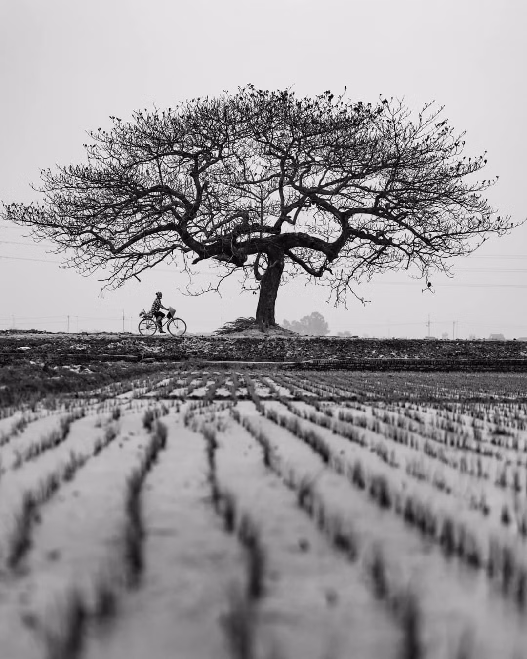 Vẻ đẹp Việt Nam qua hình ảnh trên National Geographic ảnh 6