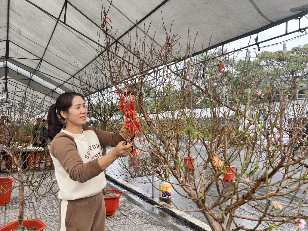 Các tiểu thương chăm sóc cho những cành đào tại hội chợ hoa-cây cảnh.