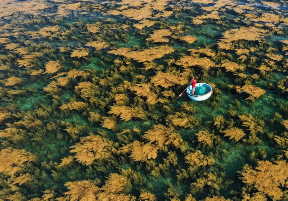 Vẻ đẹp Việt Nam qua hình ảnh trên National Geographic ảnh 2