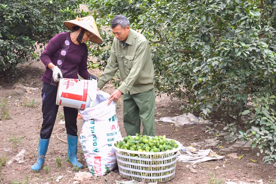 CCB Nguyễn Đức Chính có vườn chanh tứ quý lớn nhất xã Đông Hải (huyện Tiên Yên), cho thu hoạch quanh năm với năng suất cao.