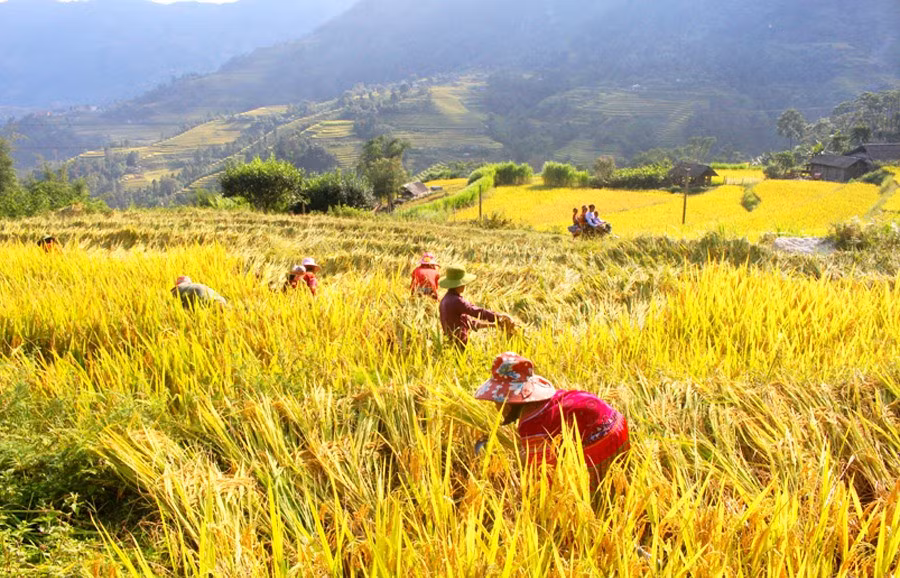 Mùa lúa chín trên những thửa ruộng bậc thang. Ảnh: Nguyễn Phương.