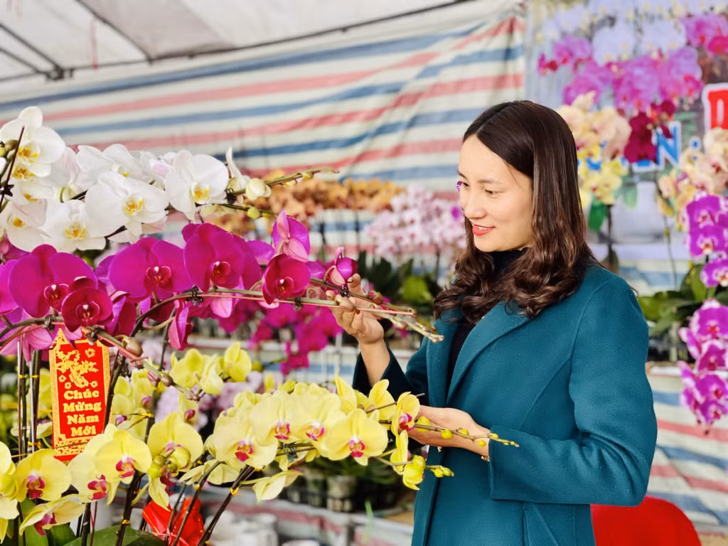 Với nét đẹp thanh tao mang ý nghĩa về cuộc sống no đủ, một khởi đầu tốt đẹp, nhiều người dân đã chọn lựa những chậu lan rực rỡ để về trang trí gia đình ngày Tết.