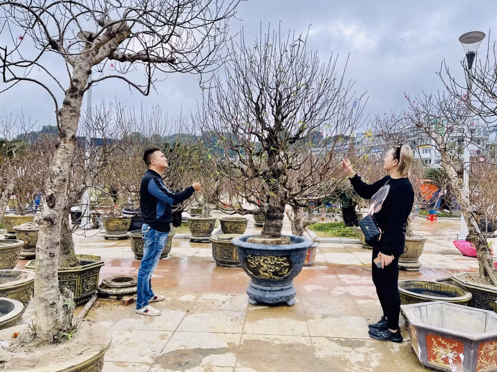 Nhiều thế đào đẹp được bày bán tại Hội hoa xuân thu hút sự chú ý của khách hàng.