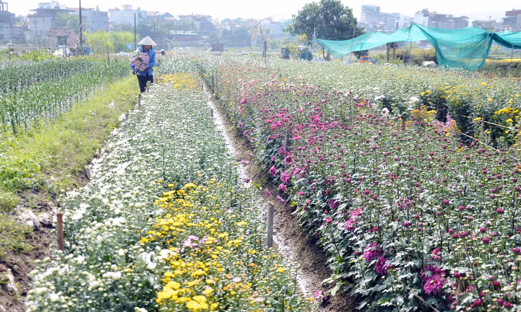 Nhiều hộ trồng hoa tại phường Hoành Bồ cho rằng, thị trường hoa Tết năm nay tiêu thụ chậm hơn năm trước. Giá một số loại hoa không có nhiều biến động so với mọi năm. 