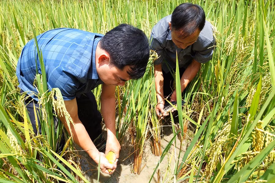 Cá chép được nuôi trên ruộng bậc thang giúp nâng cao thu nhập cho người dân. Ảnh: Nguyễn Phương.
