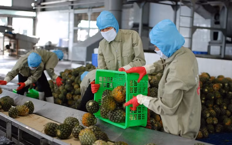 Rau quả Việt Nam cần nâng cao chất lượng và đa dạng hóa để chinh phục thị trường Nhật Bản.
