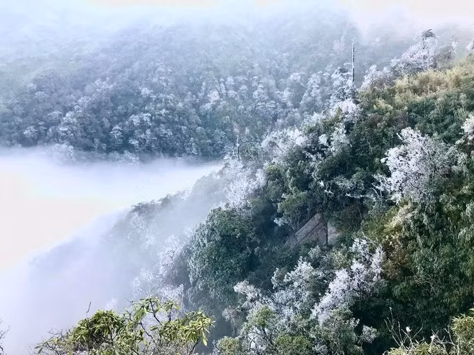 Hình ảnh kỳ thú băng tuyết phủ trắng cây rừng Hoàng Liên (SaPa) như phong cảnh mùa đông châu Âu. (Ảnh: Tuyết Nhung)