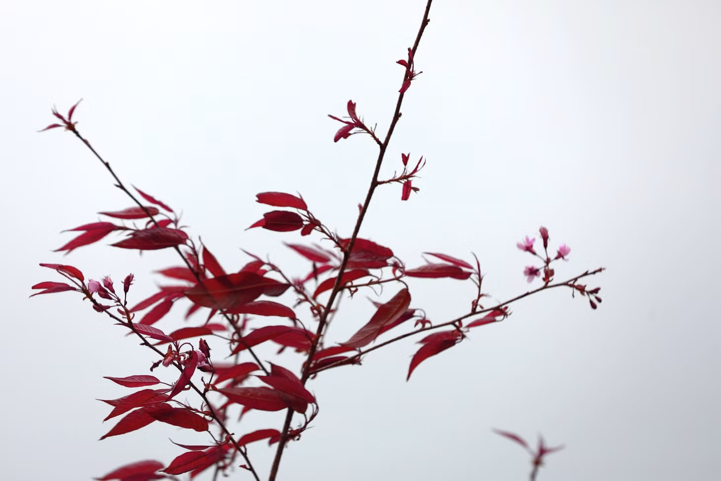Những bông hoa anh đào đua nhau bung nở khoe sắc đan xen trên những rải đồi chè xanh non mơn mởn.
