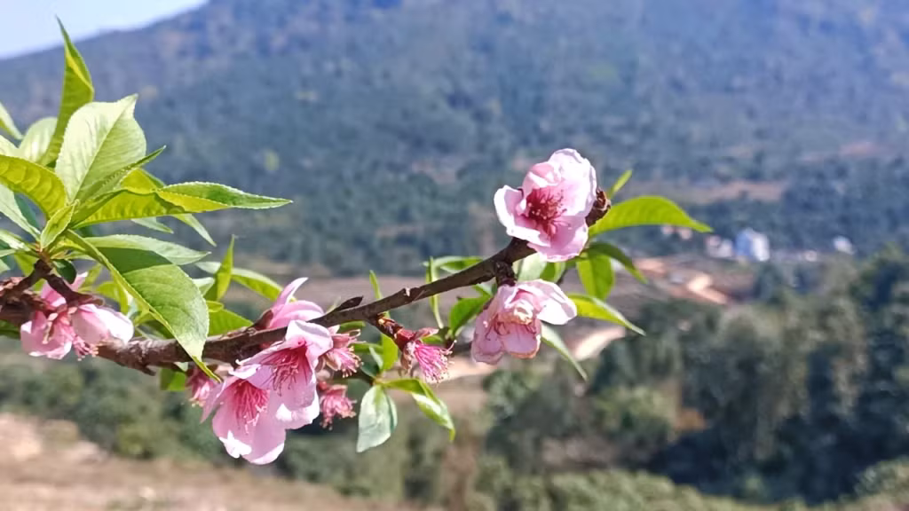 Khi những cánh hoa đào khoe sắc, người Dao Bình Liêu lại đón Tết sớm cùng anh em dòng tộc.