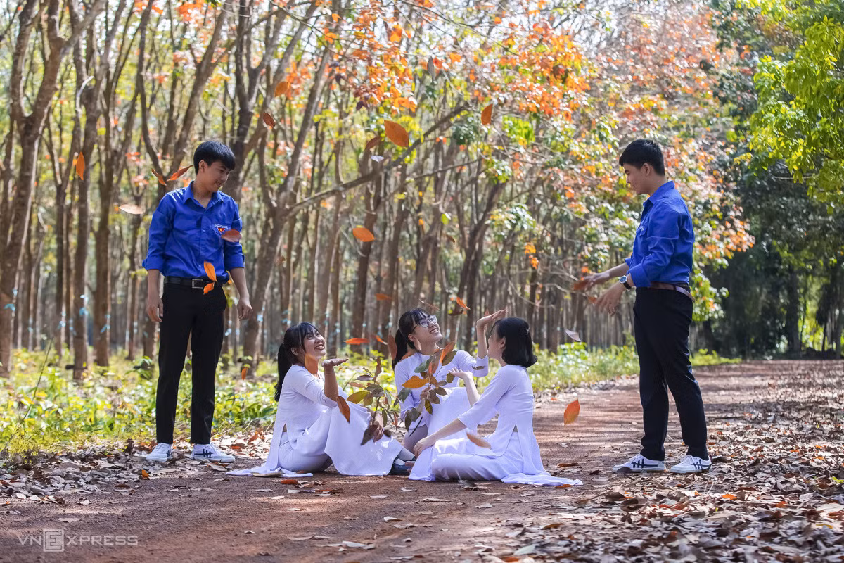 Rừng cao su miền Đông mùa thay lá ảnh 3