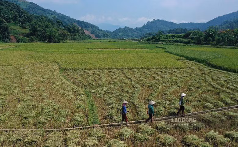 Bà con nông dân đang tranh thủ thời tiết nắng ráo để gặt lúa.
