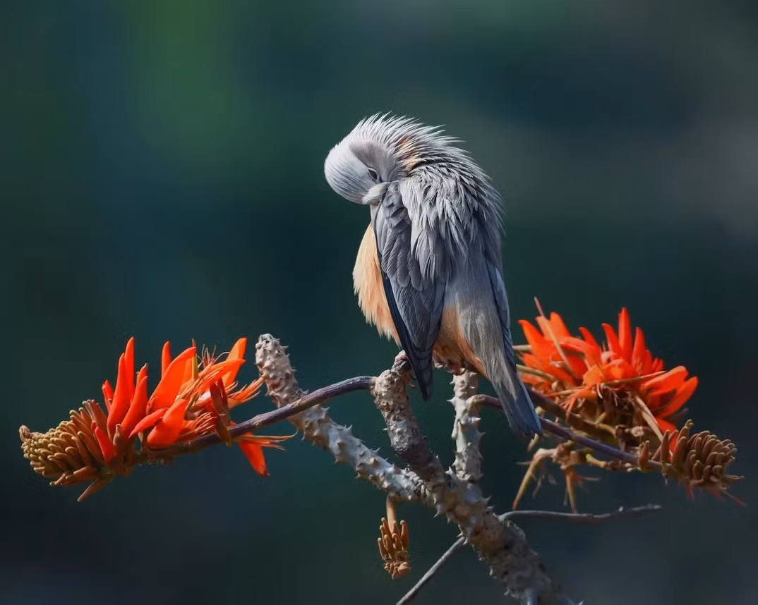 Một chú chim với bộ lông xanh biếc khẽ hé mắt từ dưới cánh, như đang “tạo dáng” giữa những bông hoa rực rỡ sắc màu. Ảnh: Prince Paul Joy.
