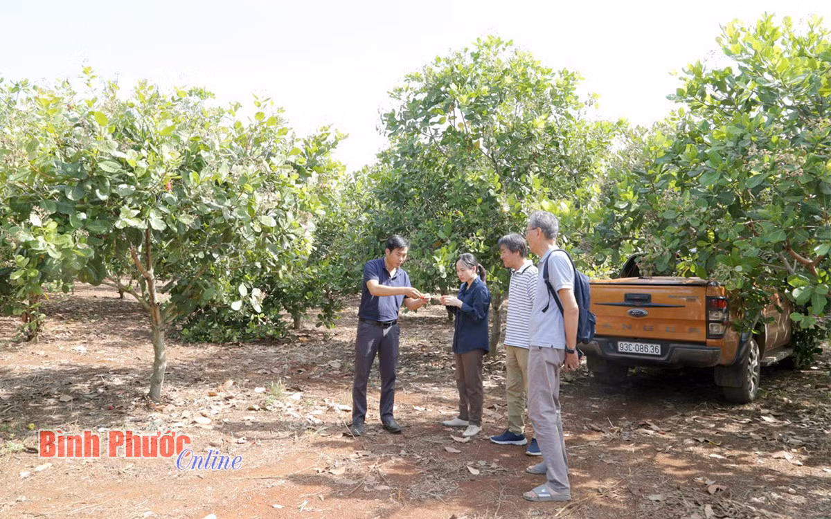 Các chuyên gia của Công ty Futaba Sankyo (Nhật Bản) nghiên cứu quá trình cải tạo đất tại vườn điều của Hợp tác xã nông nghiệp sạch Hòa Phú