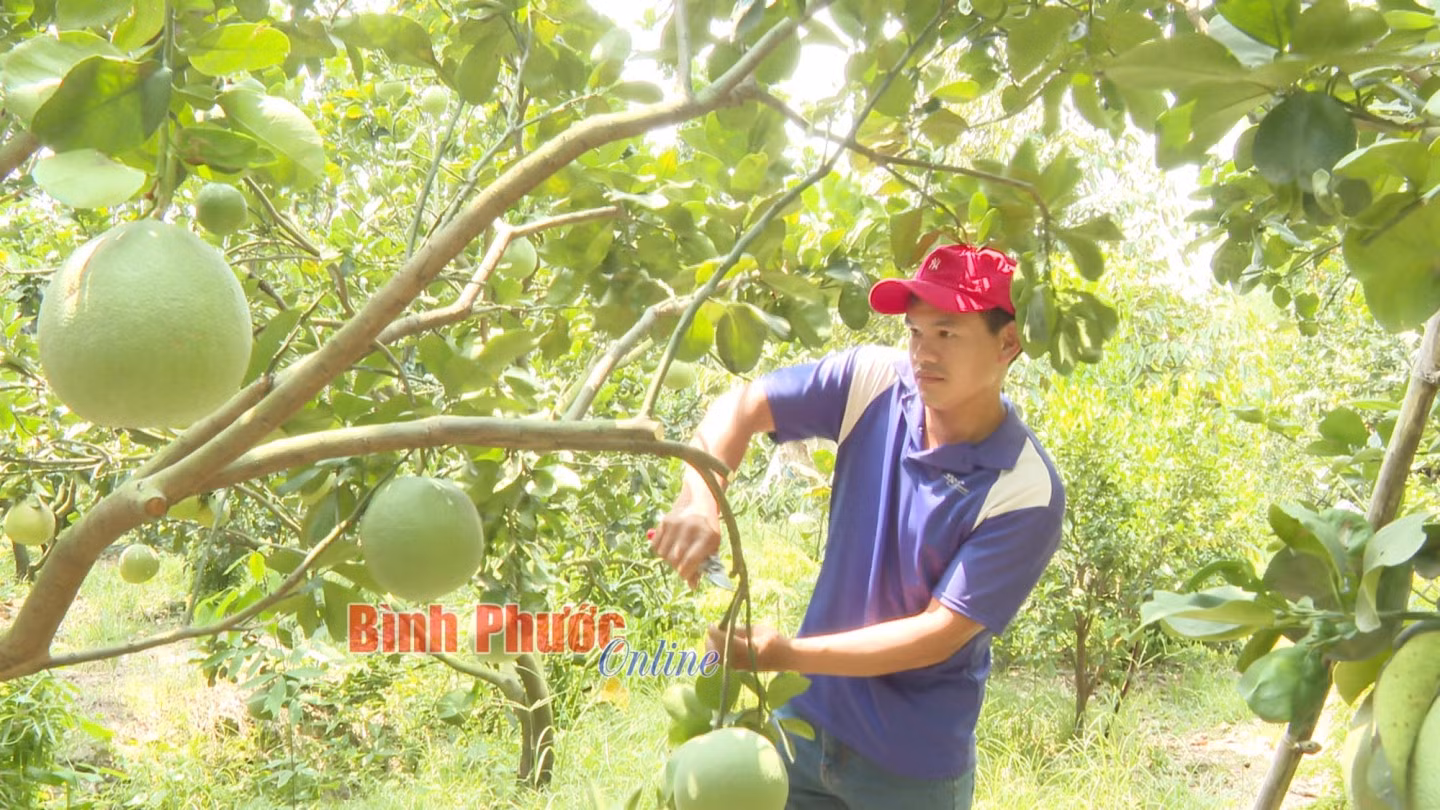 Anh Nguyễn Mạu Hùng phần khởi vì ngày nào cũng có bưởi để bán
