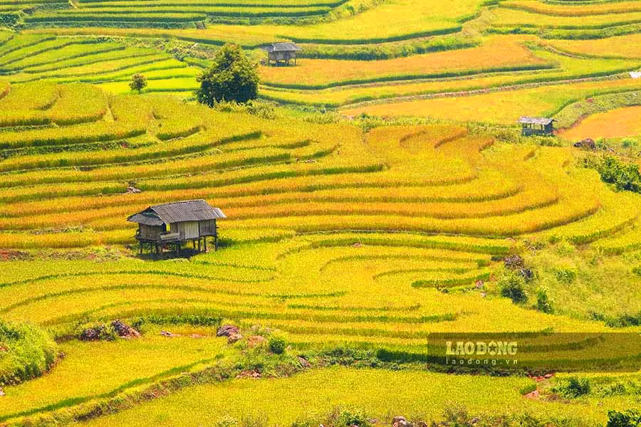 Giữa khung cảnh ấy, mỗi độ thu về, những thửa ruộng bậc thang ở các xã Sín Chải, Tả Sìn Thàng, Tả Phìn, Sính Phình... của huyện vùng cao Tủa Chùa lại khoác lên mình tấm áo vàng óng ả.