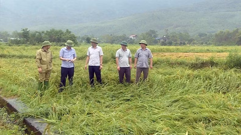 Lãnh đạo Sở Nông nghiệp và Phát triển nông thôn tỉnh Tuyên Quang và huyện Sơn Dương kiểm tra diện tích lúa bị thiệt hại.