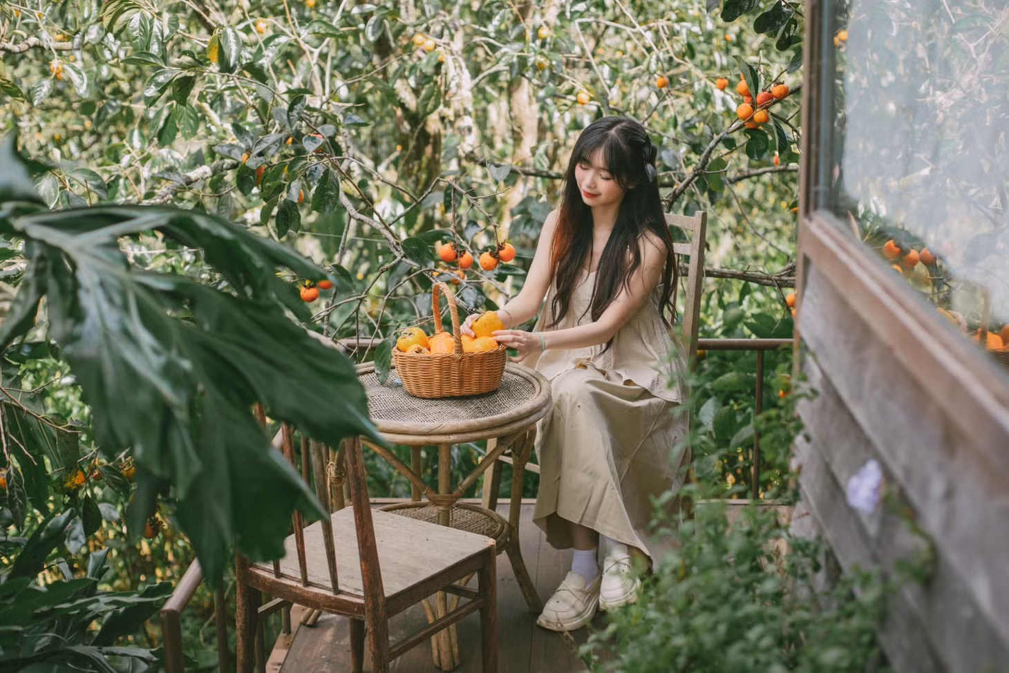 Mùa hồng ở Đà Lạt (Lâm Đồng) thường bắt đầu từ tháng 9 và kéo dài tới hết tháng 12. Tuy nhiên, từ tháng 10 trở đi mới là thời điểm hồng bước vào giai đoạn chín rộ nhất, đẹp nhất - Ảnh: Quán cà phê vườn hồng Nhà Tom